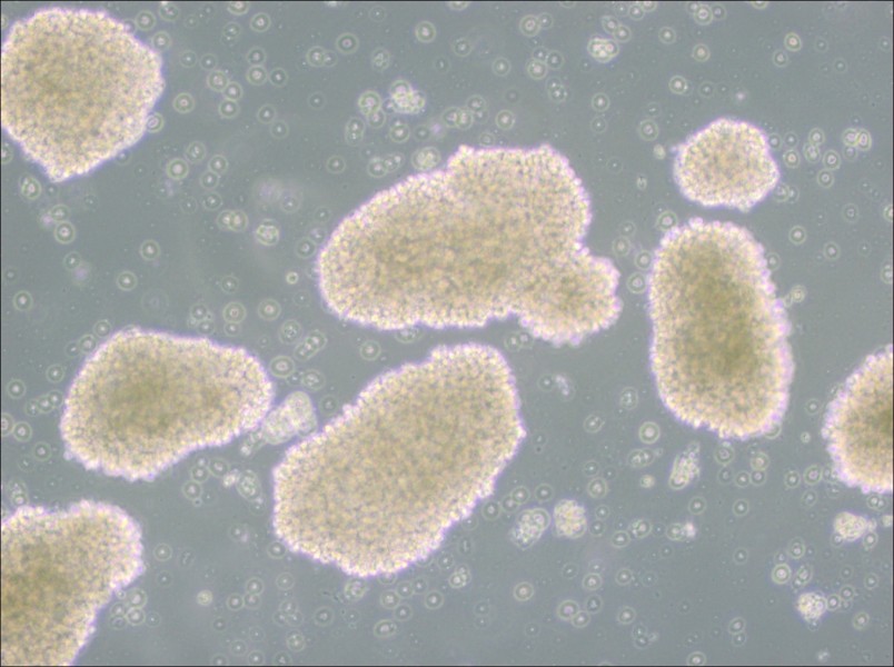 MT-4 Cell Complete Medium - 2