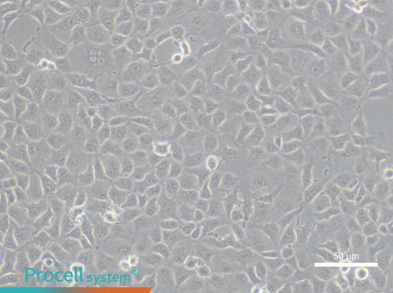 RK 13 Cell Complete MediumRK 13 Cell Complete Medium - 5