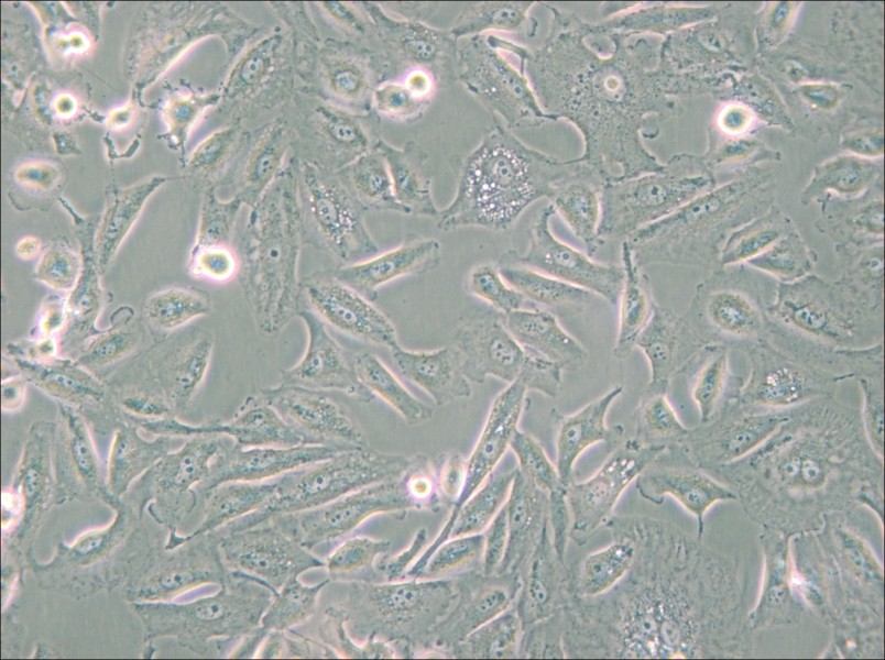 Caki-2 Cell Complete Medium - 6