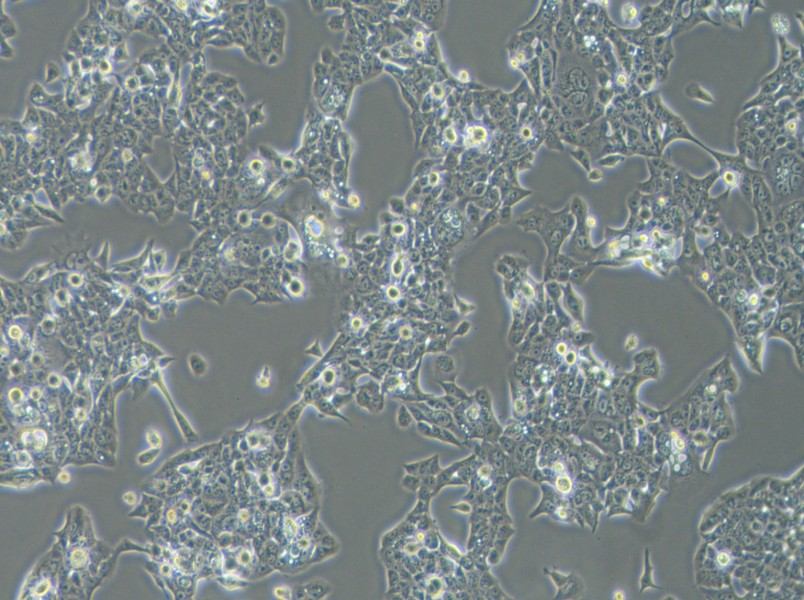 NCI-H441 Cell Complete MediumNCI-H441 Cell Complete Medium - 2