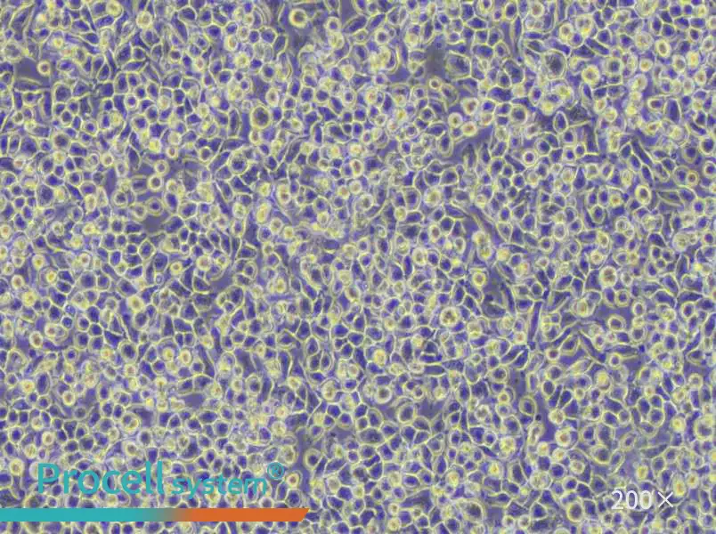 WEHI-3 Cell Complete Medium - 6