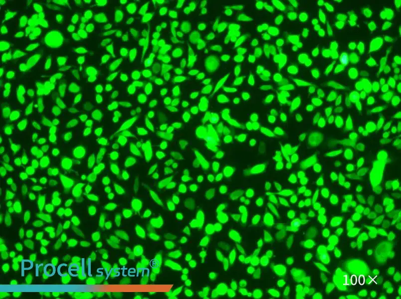 AGS-GFP Cell Complete MediumAGS-GFP Cell Complete Medium - 3