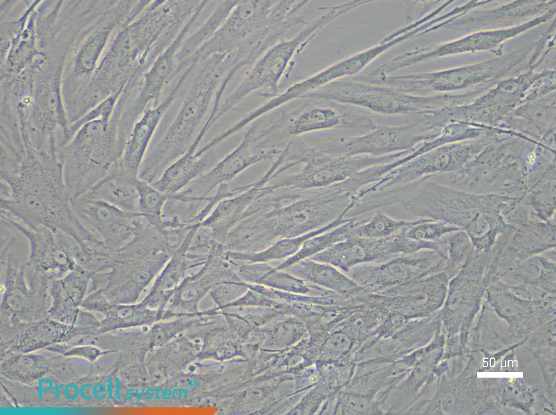 Human Corneal Stromal Cell Complete Medium - 5