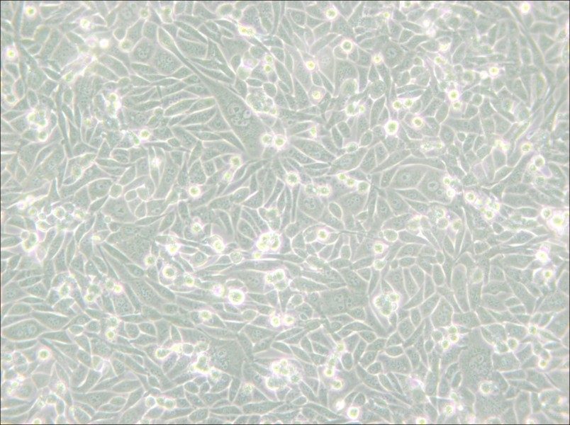 CHO/dhFr- [CHO-DXB11] Cell Complete Medium - small - 5