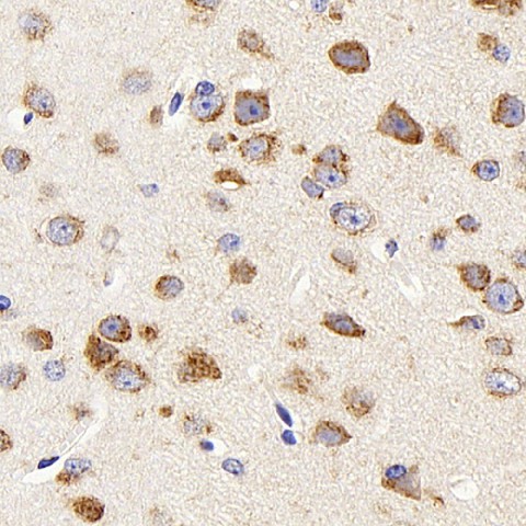 Immunohistochemistry analysis of paraffin-embedded mouse brain  using DCX Polyclonal Antibody at dilution of 1:400.