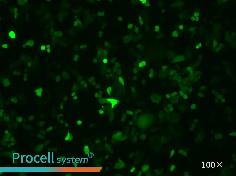 4T1-GFP Cell Complete Medium - 1