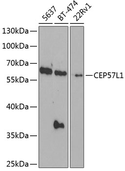 Western blot analysis of extracts of various cell lines using CEP57L1 Polyclonal Antibody at 1:1000 dilution.