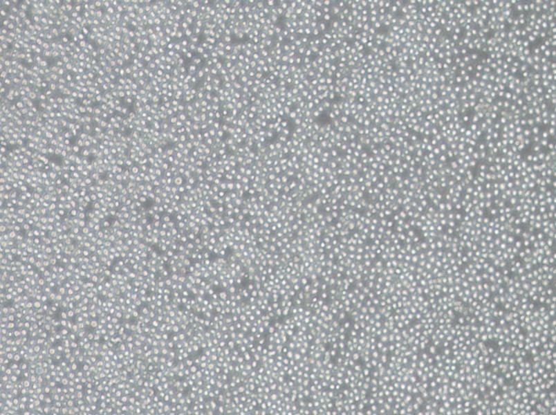 OCI-AML-3 Cell Complete Medium-searchlist-1