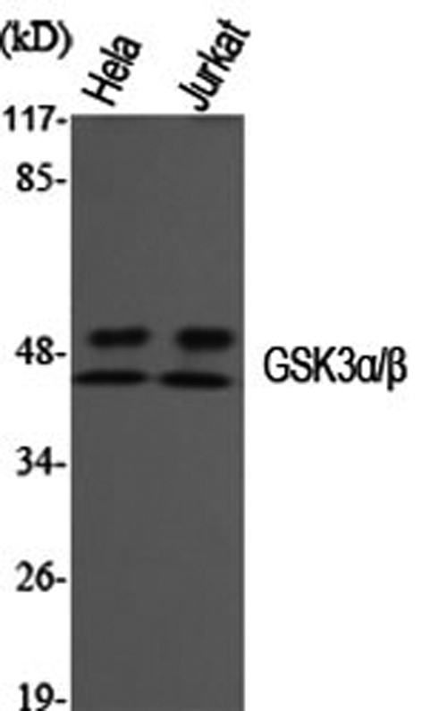 Western Blot analysis of Hela, Jurkat cells using GSK3 alpha/beta Polyclonal Antibody at dilution of 1:1000.