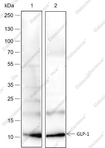 Recombinant GLP-1 Monoclonal Antibody - 1