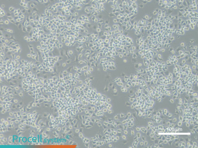RLE-6TN Cell Complete MediumRLE-6TN Cell Complete Medium - 2