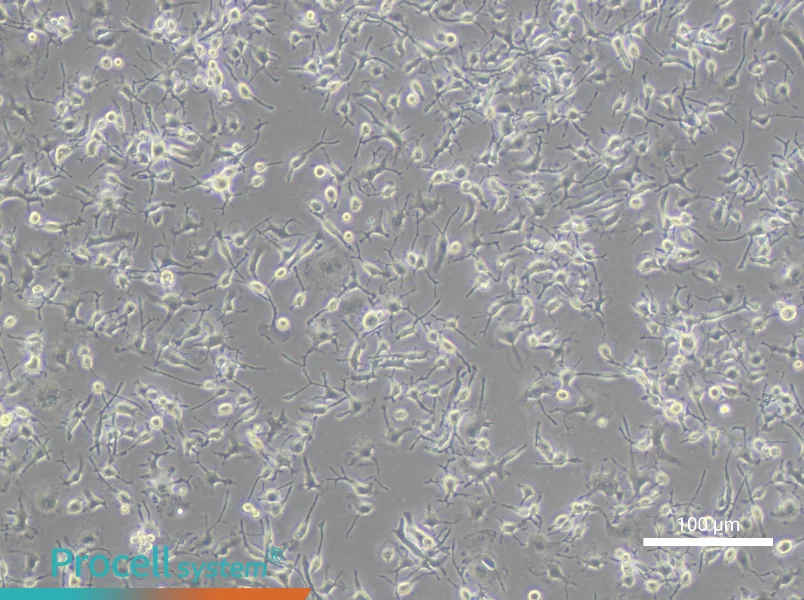 C8-B4 Cell Complete MediumC8-B4 Cell Complete Medium - 2