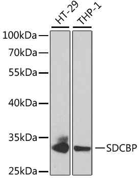 Western blot analysis of extracts of various cell lines using SDCBP Polyclonal Antibody at dilution of 1:1000.