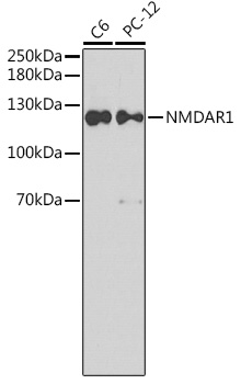 Western blot analysis of extracts of various cell lines using NMDAR1 Polyclonal Antibody