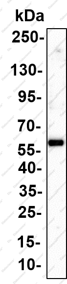 Recombinant KOR-1 Monoclonal Antibody - 1