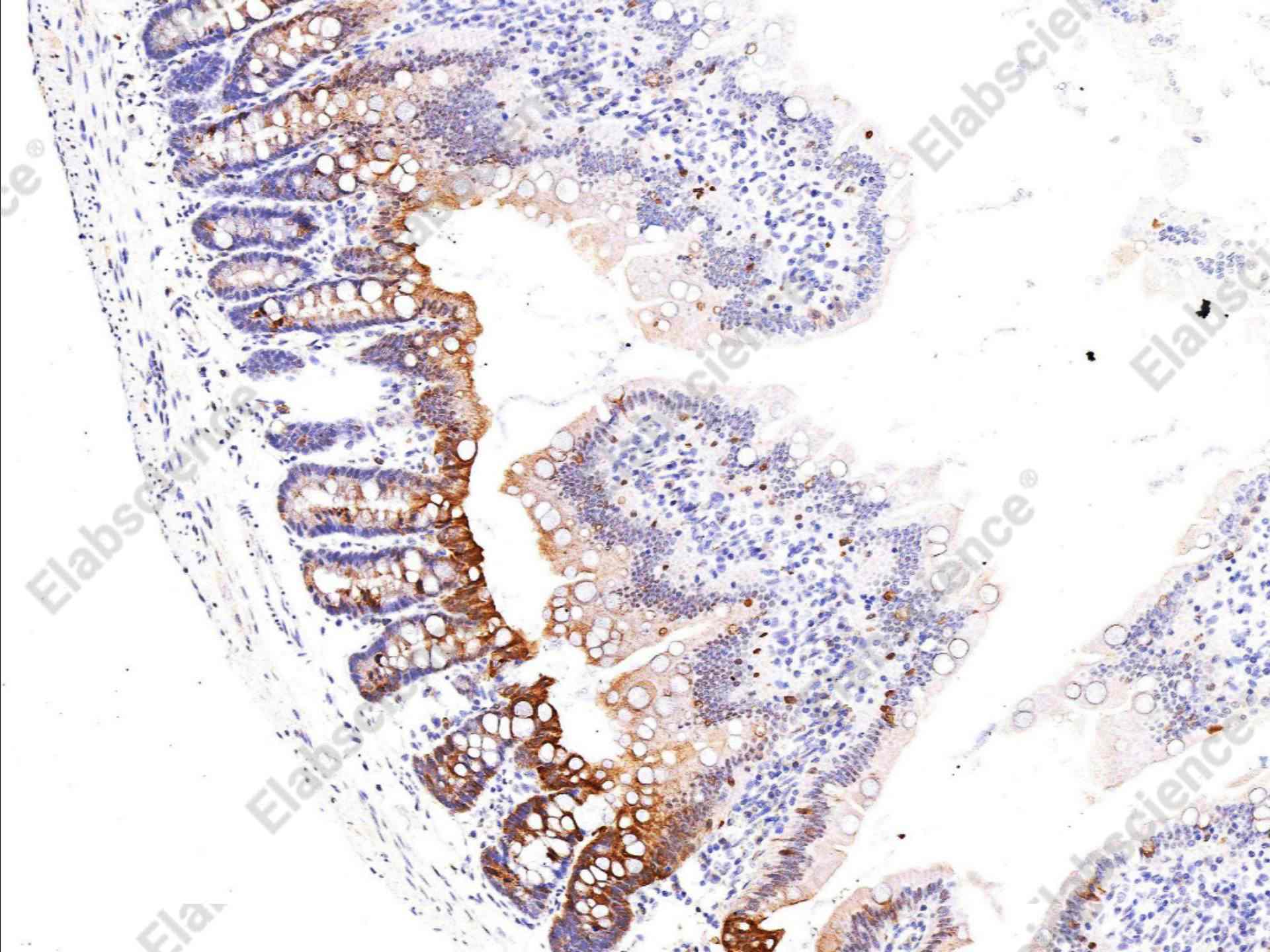 Recombinant Phospho-p90RSK (Thr359, Ser363) Monoclonal Antibody - 3
