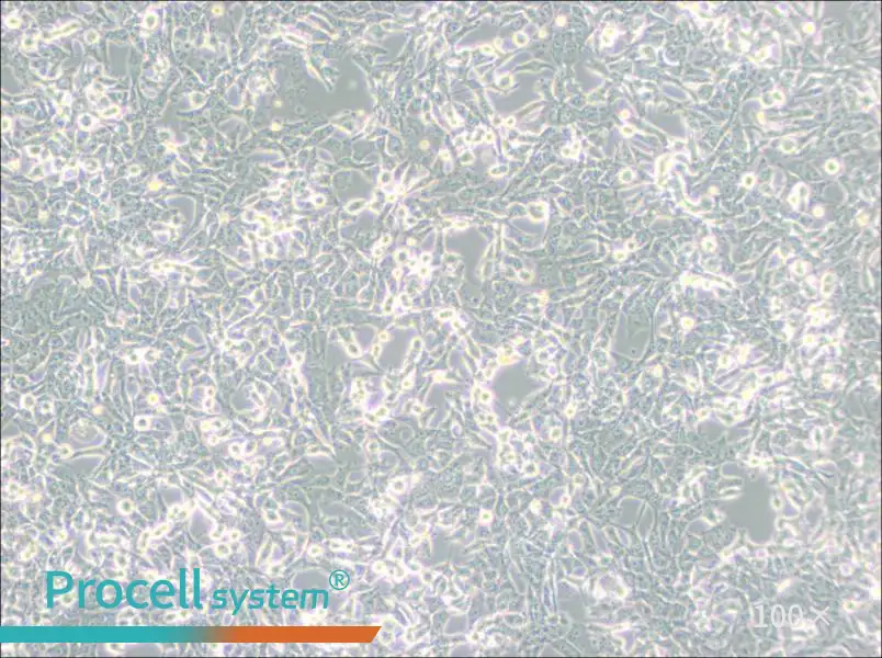 95-D [PLA-801D] Cell Complete Medium95-D [PLA-801D] Cell Complete Medium - 3