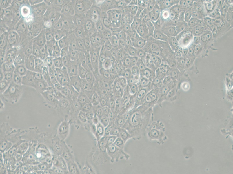 MCF-12A Cell Complete Medium - small - 6