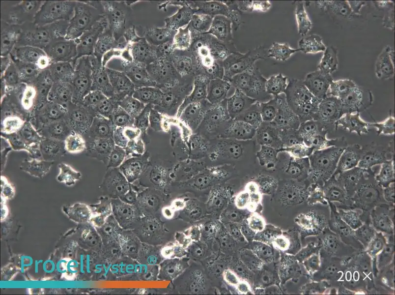 NCI-H1299 Cell Complete Medium - small - 5