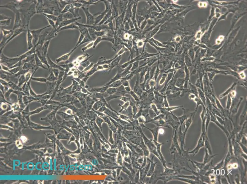 C6 Cell Complete Medium - 5
