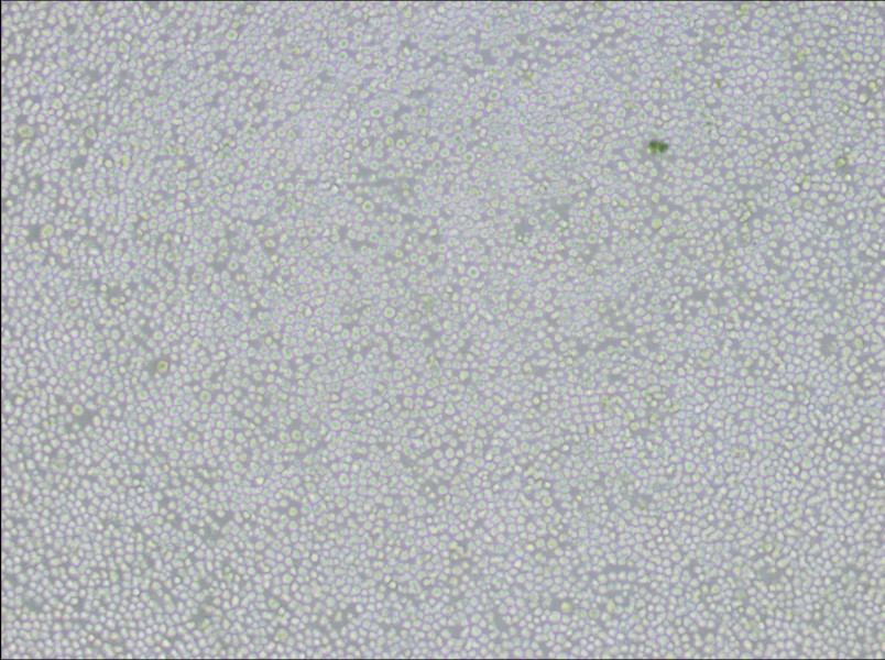 AE-1 Cell Complete MediumAE-1 Cell Complete Medium - 3