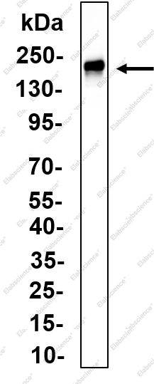 Recombinant MerTK Monoclonal Antibody - 1