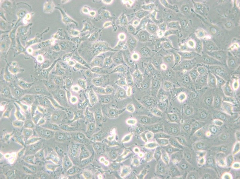 LLC-MK2 Cell Complete Medium - 5