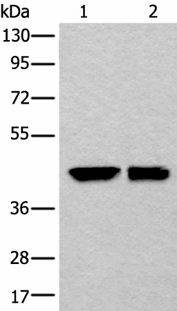 Western blot analysis of HEPG2 and 231 cell lysates  using DLK1 Polyclonal Antibody at dilution of 1:250