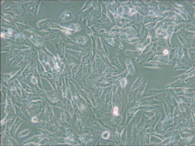 NCI-H647 Cell Complete Medium - 4