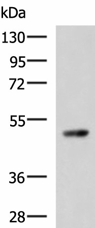 Western blot analysis of 293T cell lysate  using TP53 Polyclonal Antibody at dilution of 1:1000