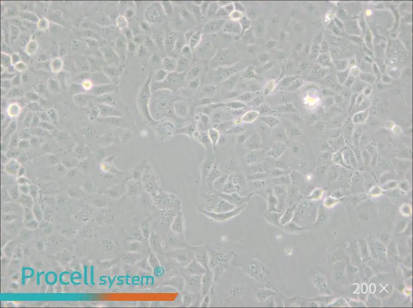 HaK Cell Complete Medium - 4