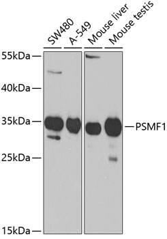 Western blot analysis of extracts of various cell lines using PSMF1 Polyclonal Antibody at 1:1000 dilution.