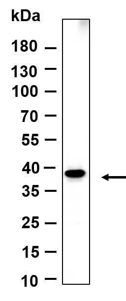 Recombinant Crk-L Monoclonal Antibody-searchlist-1