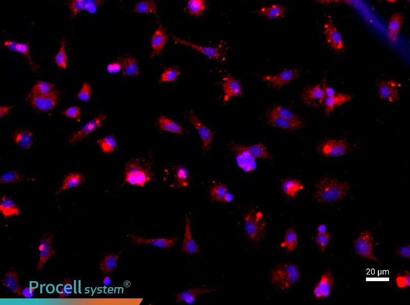 Rat Microglial CellsRat Microglial Cells - 2
