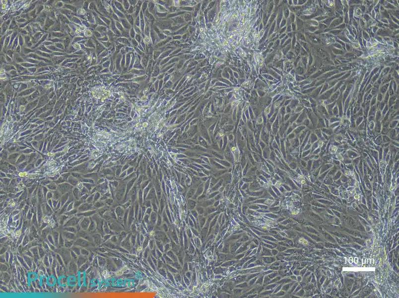 Mouse Corneal Epithelial Cell Complete Medium - 3