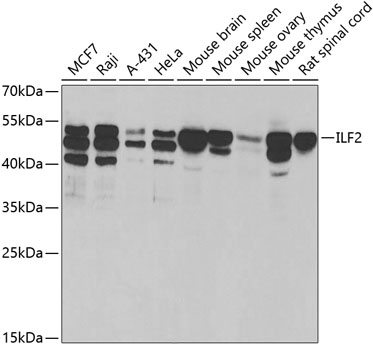 Western blot analysis of extracts of various cell lines using ILF2 Polyclonal Antibody at 1:1000 dilution.