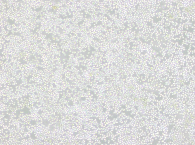 P3X63Ag8 Cell Complete Medium-searchlist-1