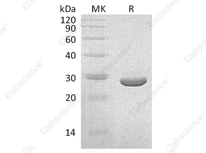 Recombinant Klebsiella pneumoniae NEO Protein - 1
