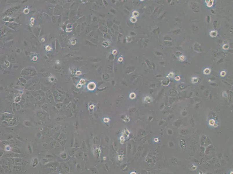 SCC-4 Cell Complete Medium - 1