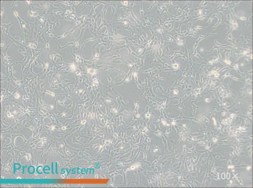 BT-20 Cell Complete Medium - 2