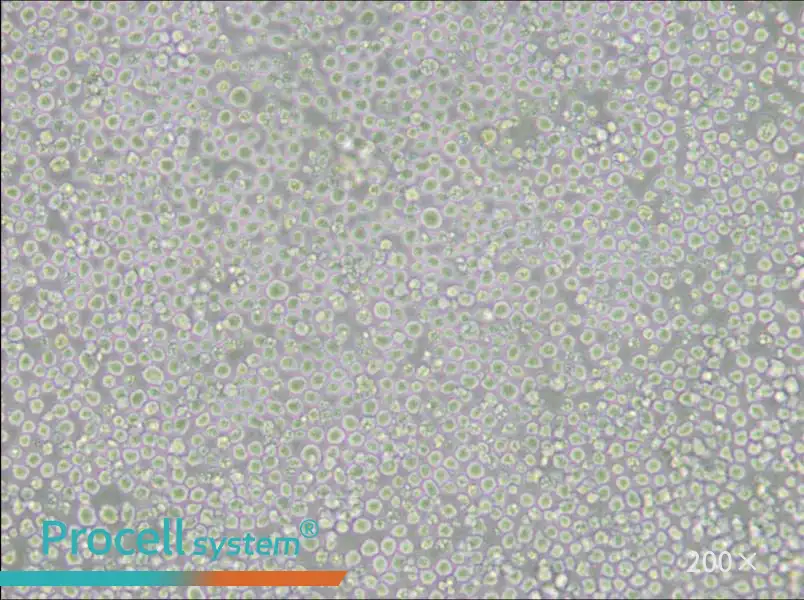 AE-1 Cell Complete Medium - 4