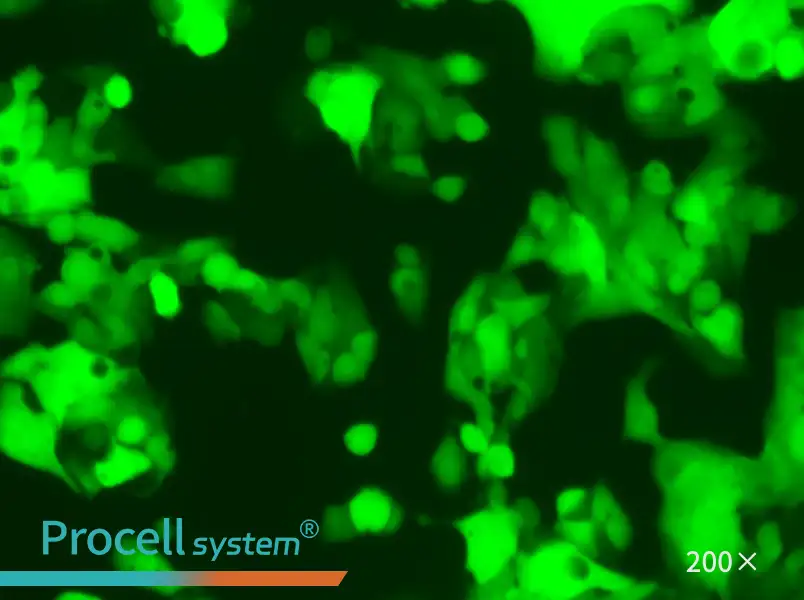 HeP G2-LUC-EGFP Cell Complete Medium - 4