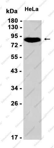 Recombinant DDX21 Monoclonal Antibody - 1