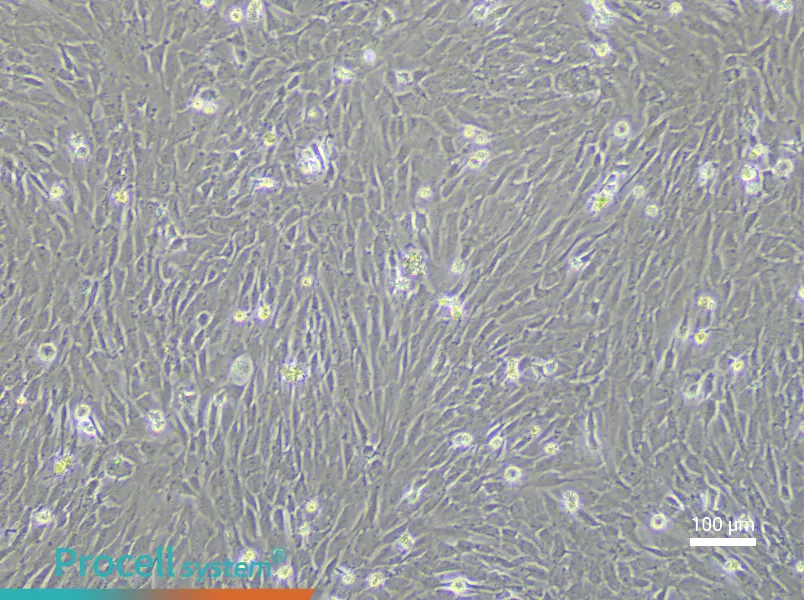 Porcine Bone Marrow Mesenchymal Stem Cell Complete Medium - 1