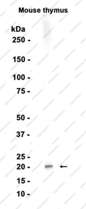 Recombinant CD3 epsilon Monoclonal Antibody - 1