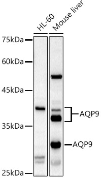 Western blot analysis of extracts of various cell lines using AQP9 Polyclonal Antibody at 1:1000 dilution.