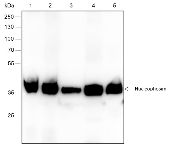 Recombinant NPM1 Monoclonal Antibody-searchlist-1