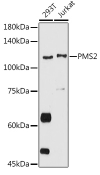 Western blot analysis of extracts of various cell lines using PMS2 Polyclonal Antibody at 1:2000 dilution.