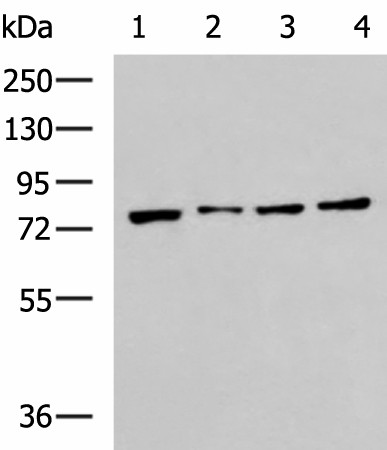 Western blot analysis of RAW264.7 MCF7 Jurkat and A431 cell lysates  using HSPA5 Polyclonal Antibody at dilution of 1:400