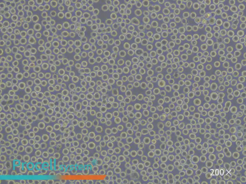 K-562 [K562] Cell Complete Medium - small - 5